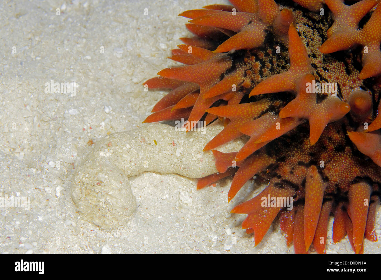 Fecal Discharge From a Sea Cucumber Stock Photo Alamy