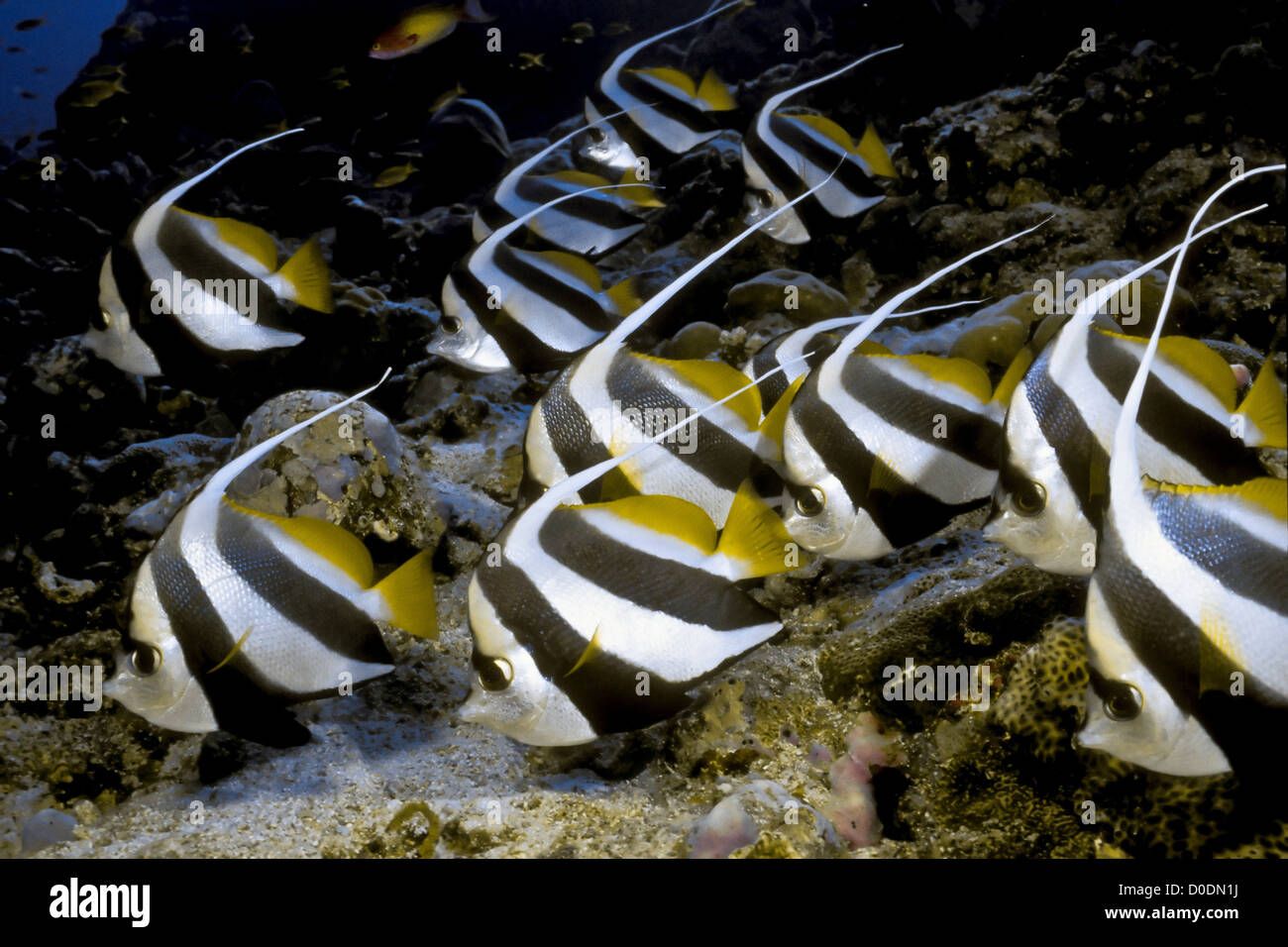 Schooling Bannerfish Stock Photo 51932990 Alamy