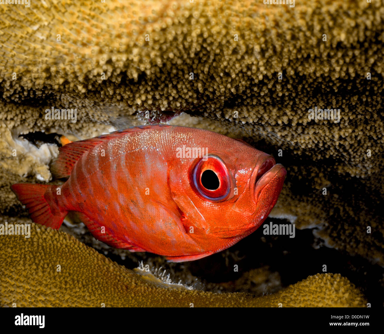Glasseye Snapper Hiding in Coral Stock Photo Alamy