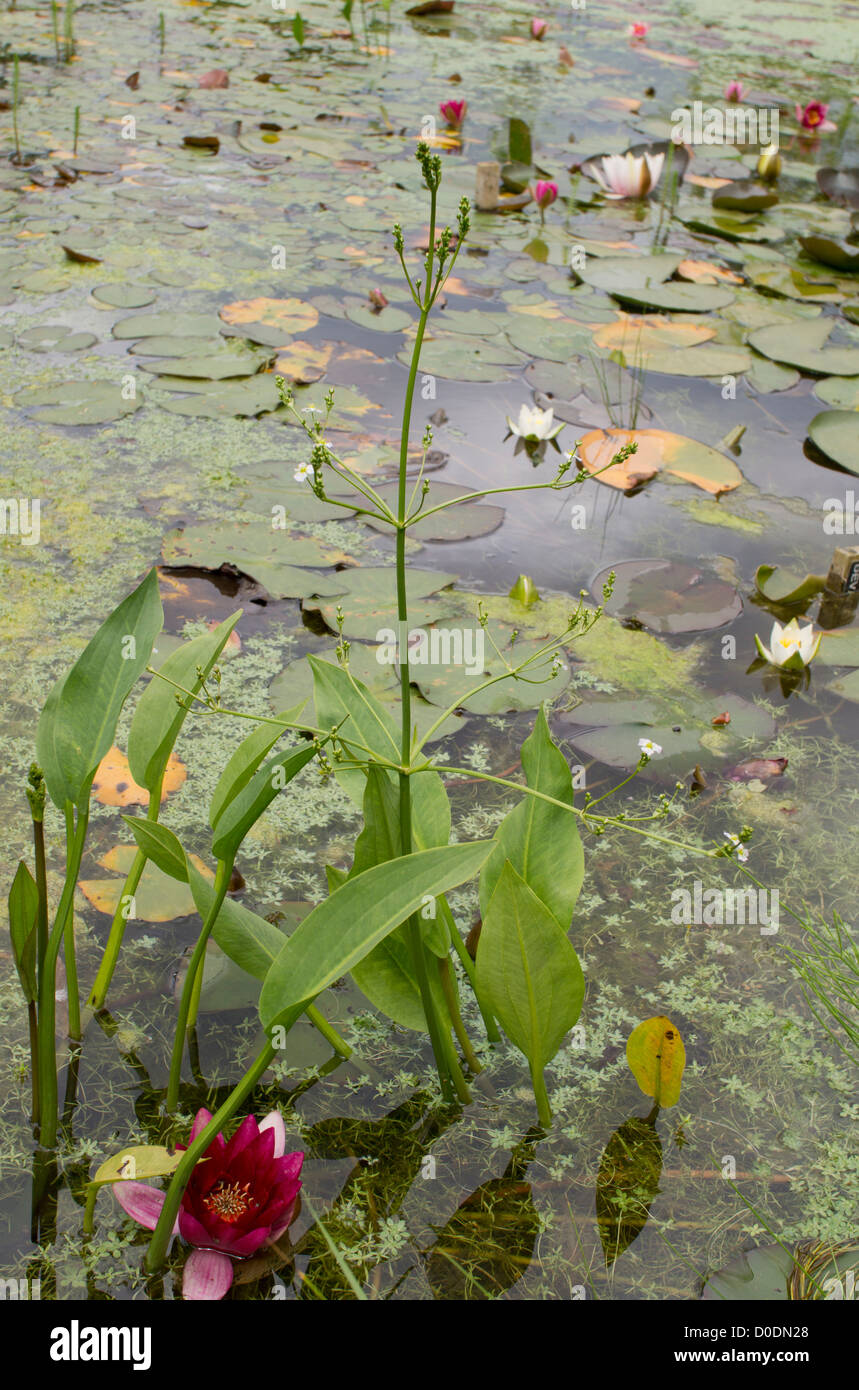 Common water-plantain (Alisma plantago-aquatica) in lake at Weymouth, Dorset, England, UK Stock Photo
