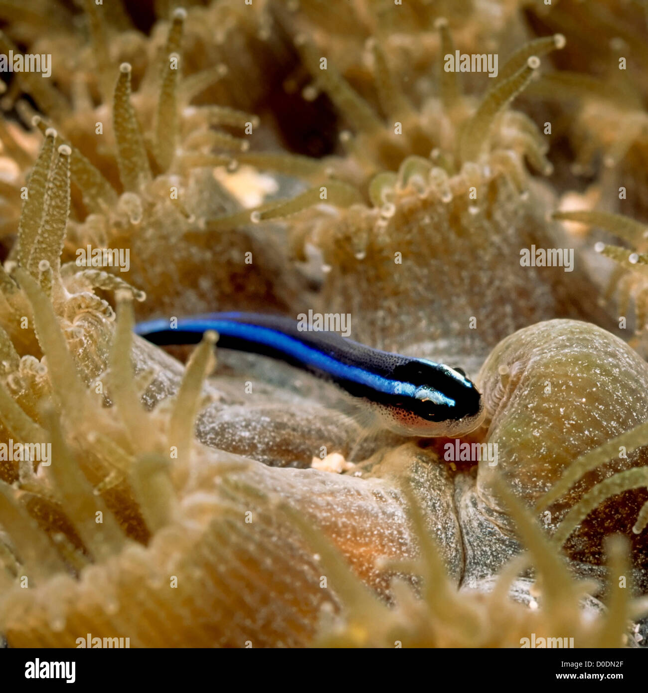 Neon Goby on Star Coral Stock Photo