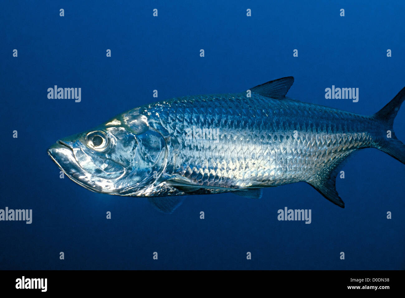 Elopiformes hires stock photography and images Alamy