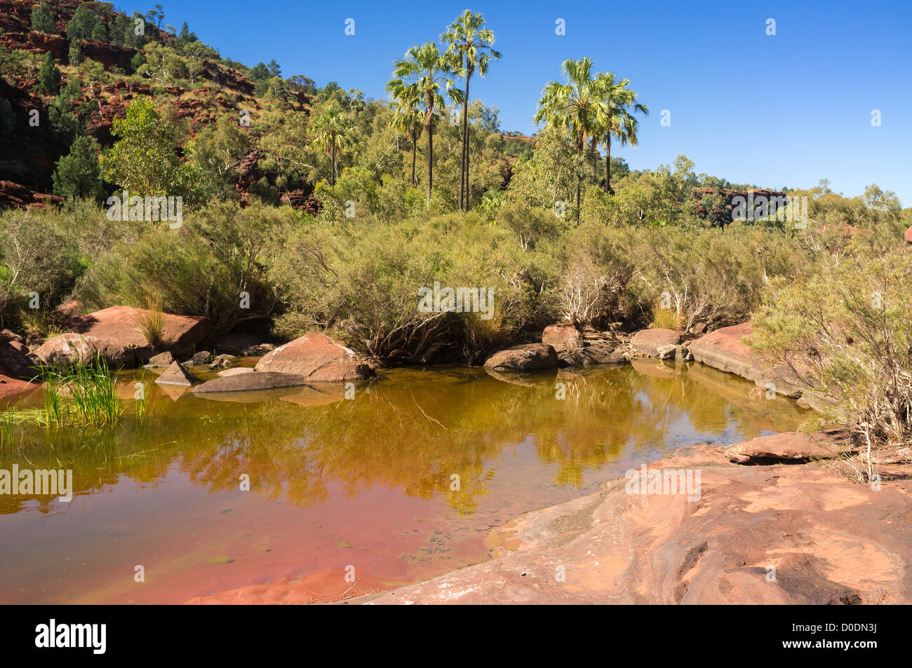 Red Cabbage Palms (Livistona Mariae) in Palm Valley, Finke Gorge National Park, south west of Alice Springs, Northern Territory, outback Australia Stock Photo