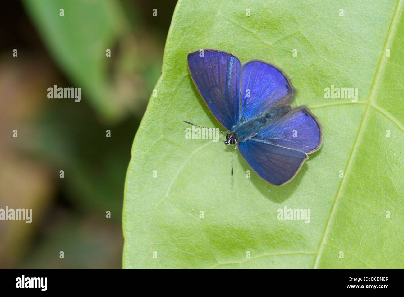 A Lycaenida butterfly of the Subfamily Polyommatinae, commonly reffered to as a blue. Stock Photo