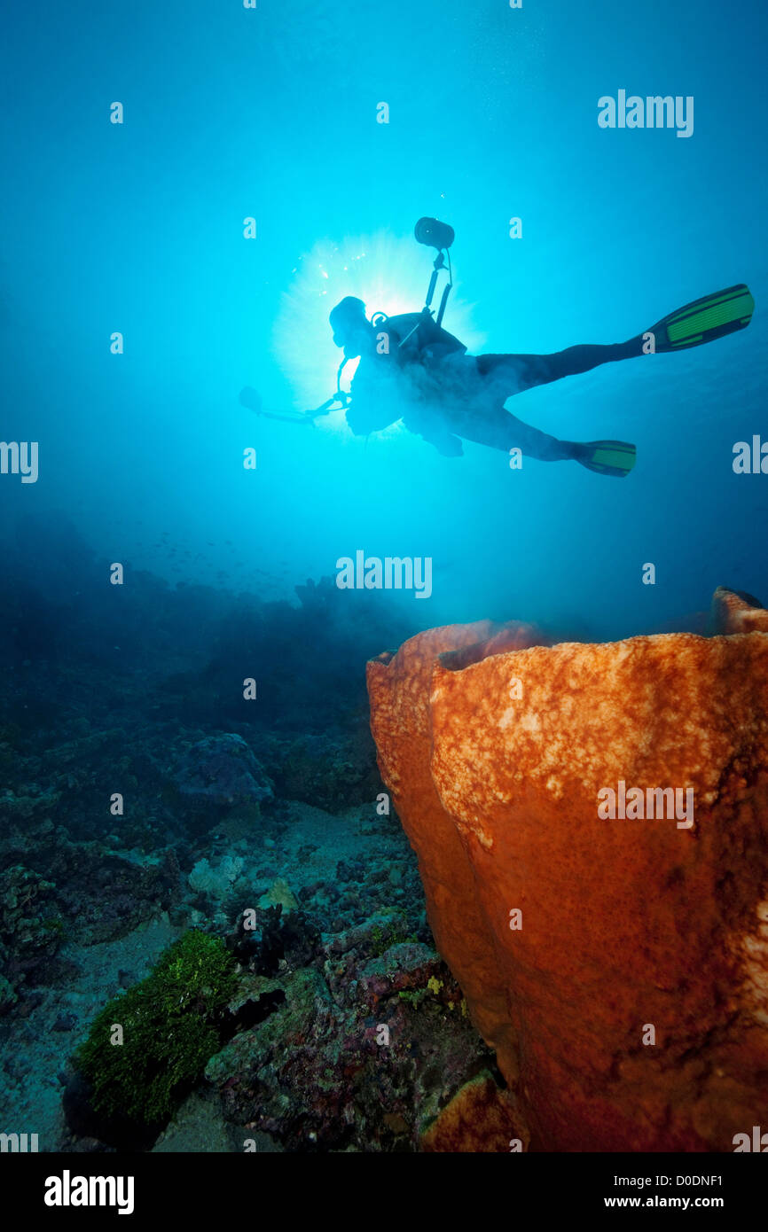 Diver Silhouetted Behind Sponge Stock Photo