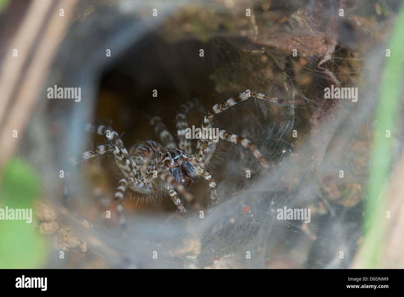 Lawn Wolf Spider (Hippasa holmerae) at its web in Pang Sida National