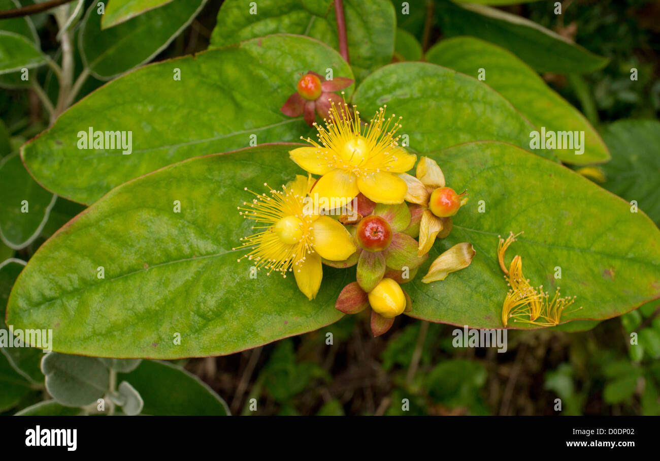 Tutsan (Hypericum androsaemum) in flower, Dorset, England, UK. Uncommon ...