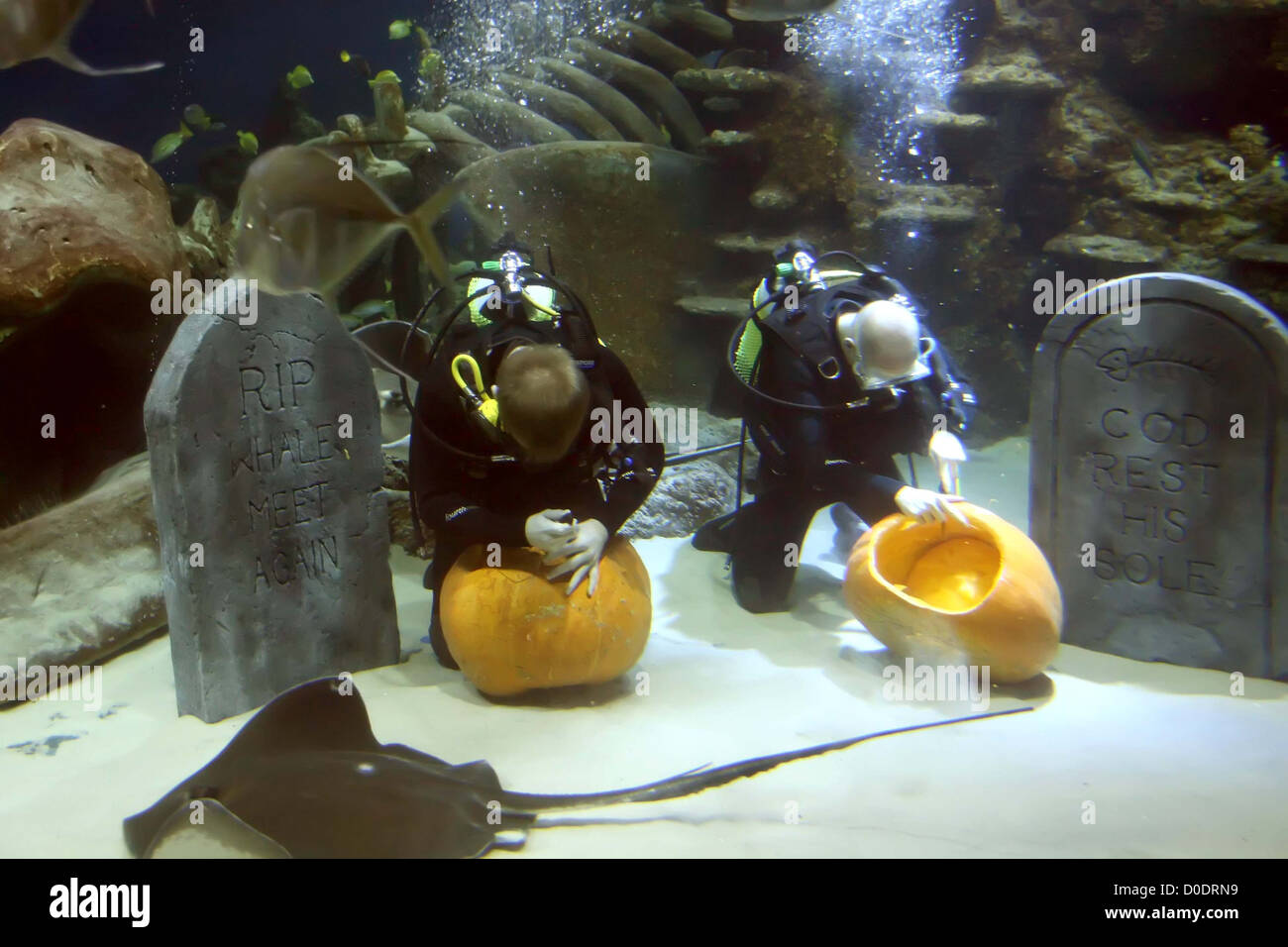 Underwater Pumpkin Carving Aquarists at the SEA LIFE London Aquarium today battled it out in an underwater contest of daring Stock Photo