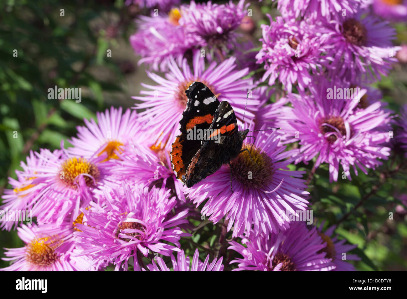 A Red Admiral Butterfly gets nectar from Aster Novae Angliae, a popular