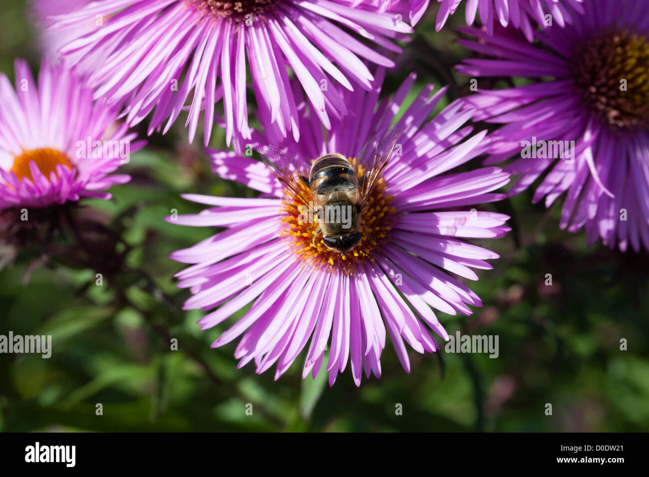 A bee gets nectar from an Aster Novae Angliae, a popular flower for