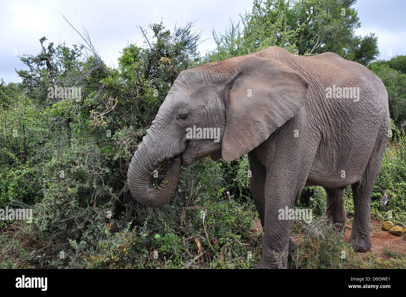 African elephant Stock Photo