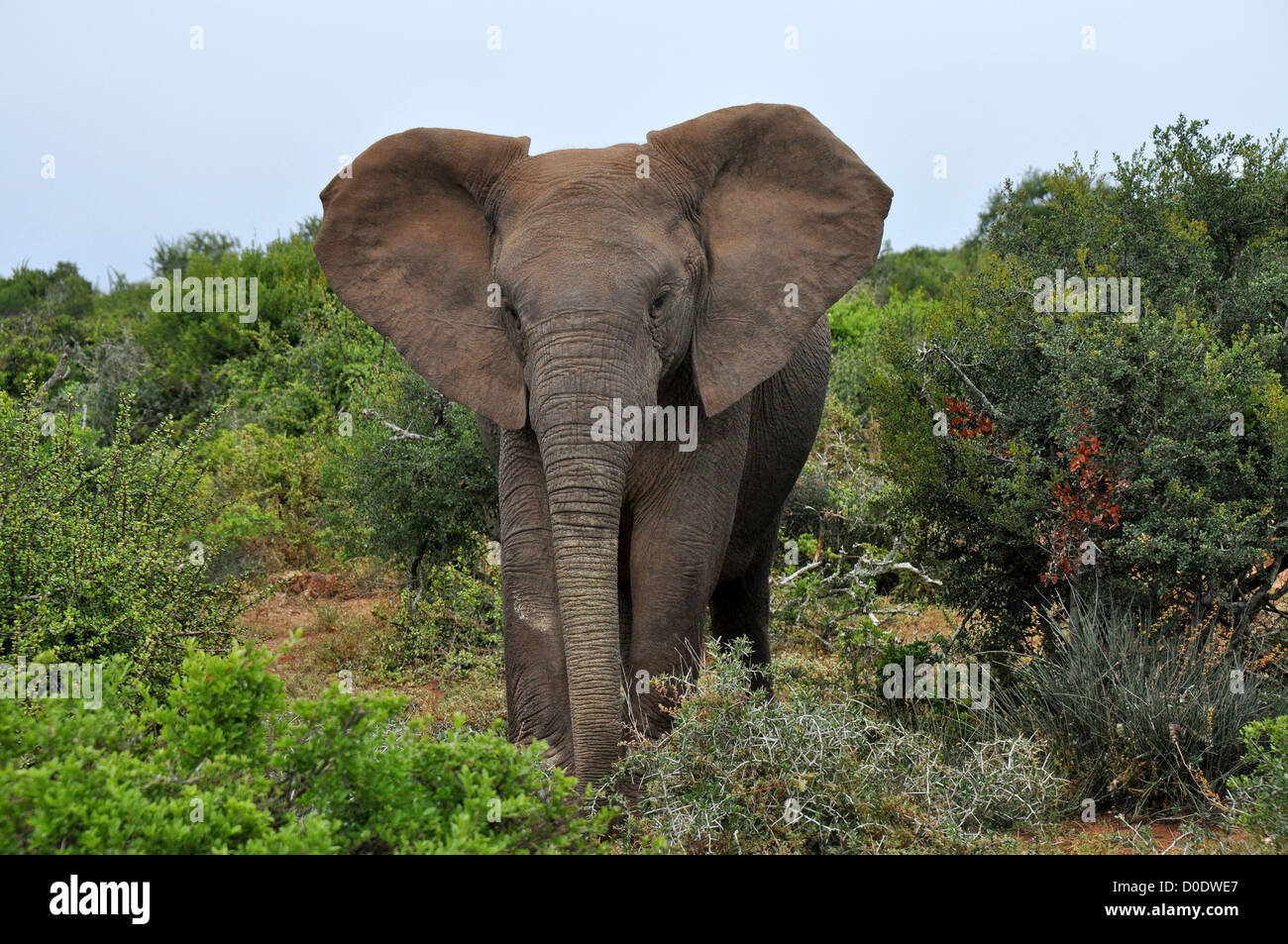 African elephant Stock Photo