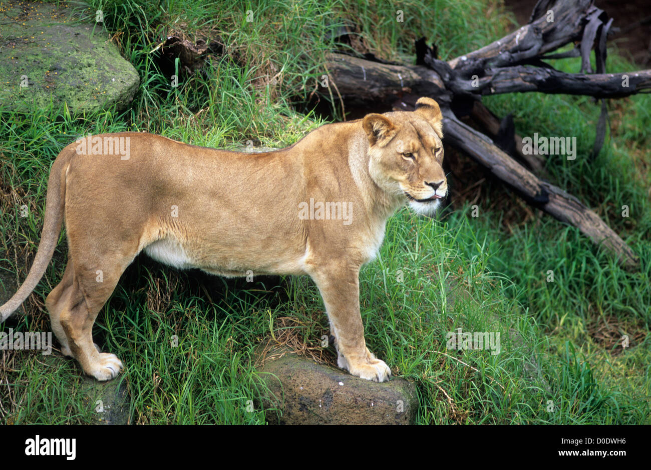 Australia, Animals, Lioness, Melbourne zoo Stock Photo - Alamy