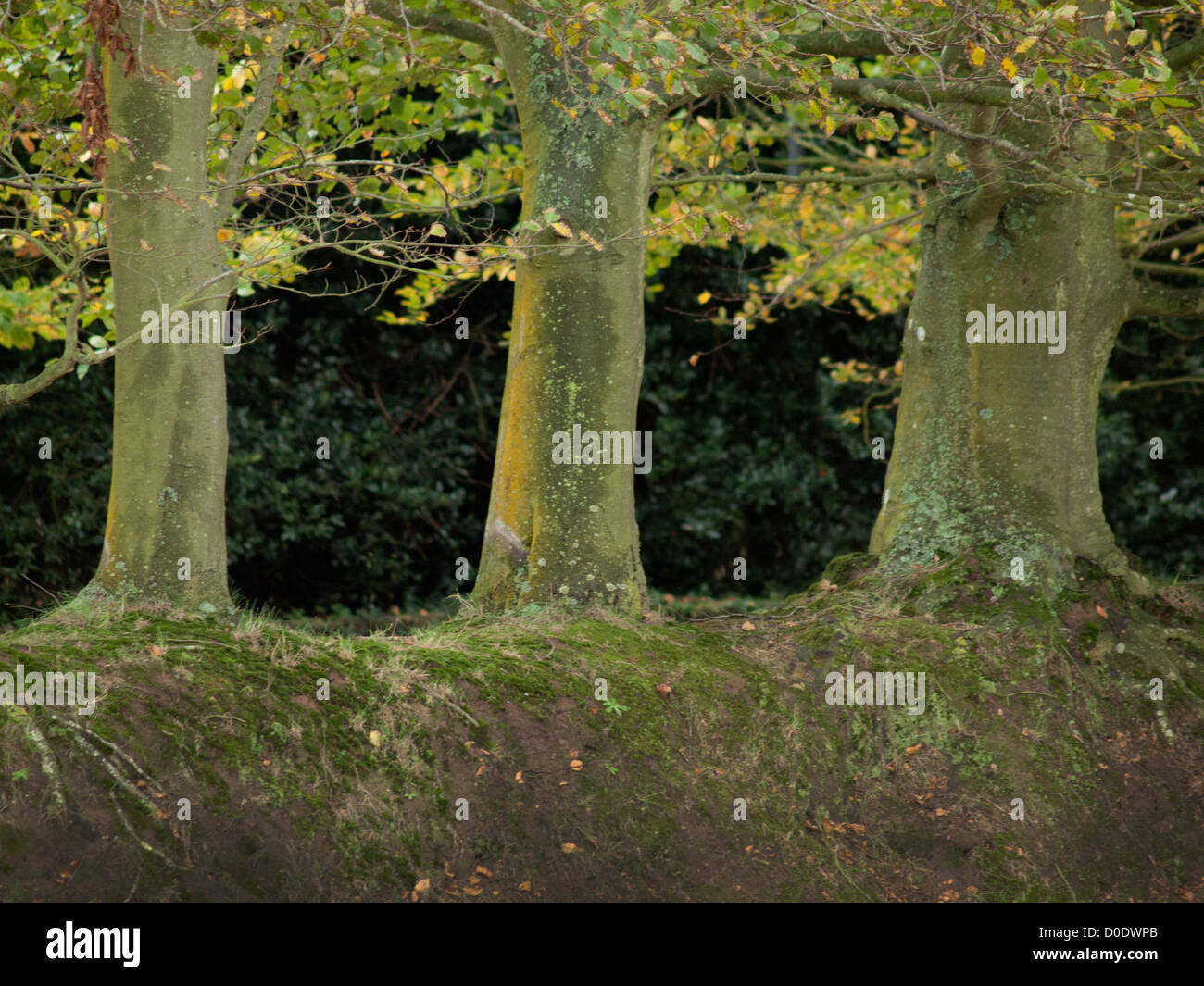 Trees in the Normandy countryside during autumn Stock Photo - Alamy