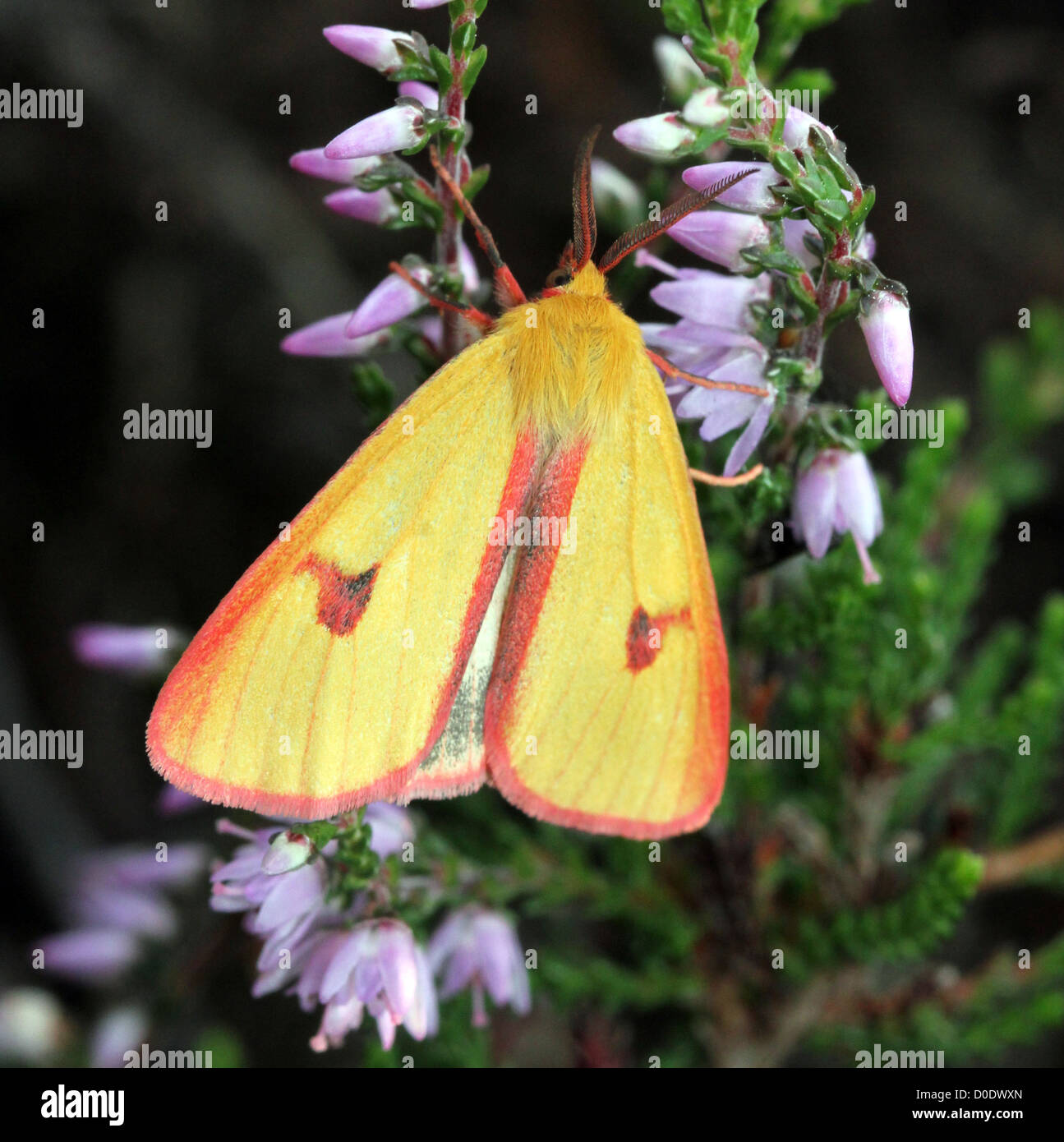 Male yellow Clouded Buff moth (Diacrisia sannio) foraging on Cross-leaved heath (Erica tetralix)  - 12 images in series Stock Photo