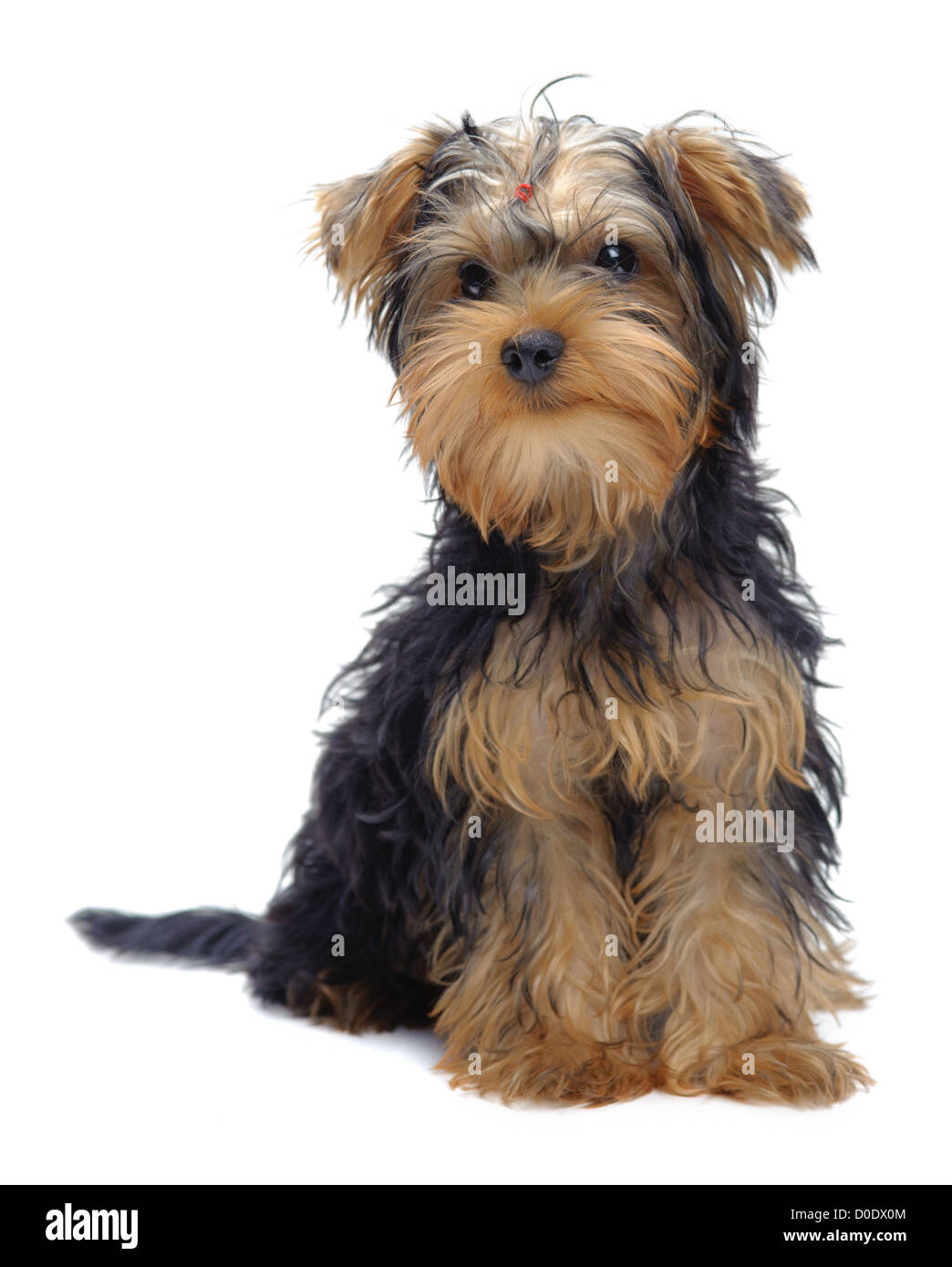 Portrait of sitting puppy of yorkshire terrier isolated on white Stock Photo