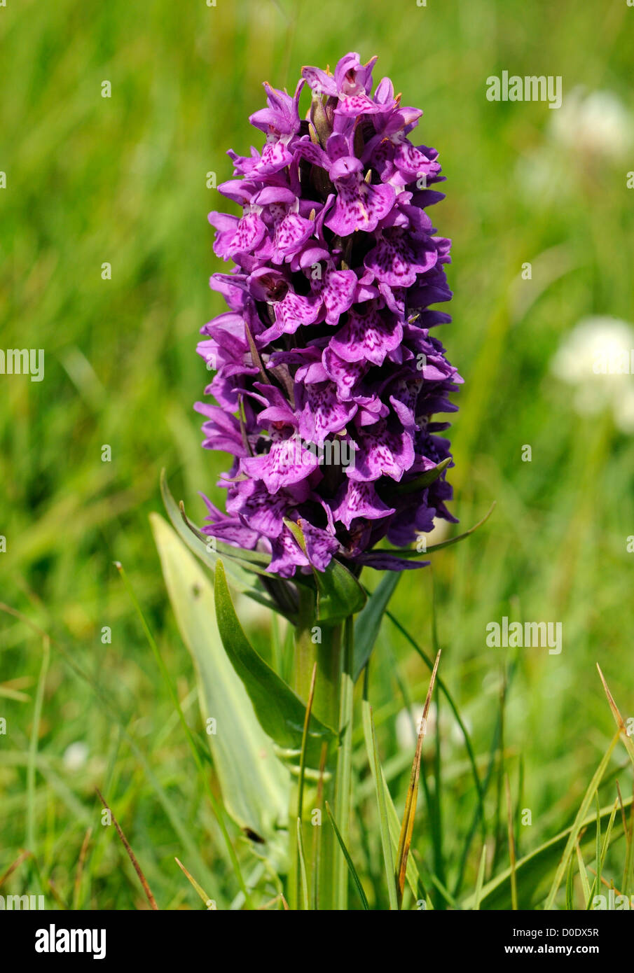Northern marsh orchid (Dactylorhiza purpurella) growing in boggy land close to sea cliffs. Mainland, Orkney, Scotland UK. Stock Photo