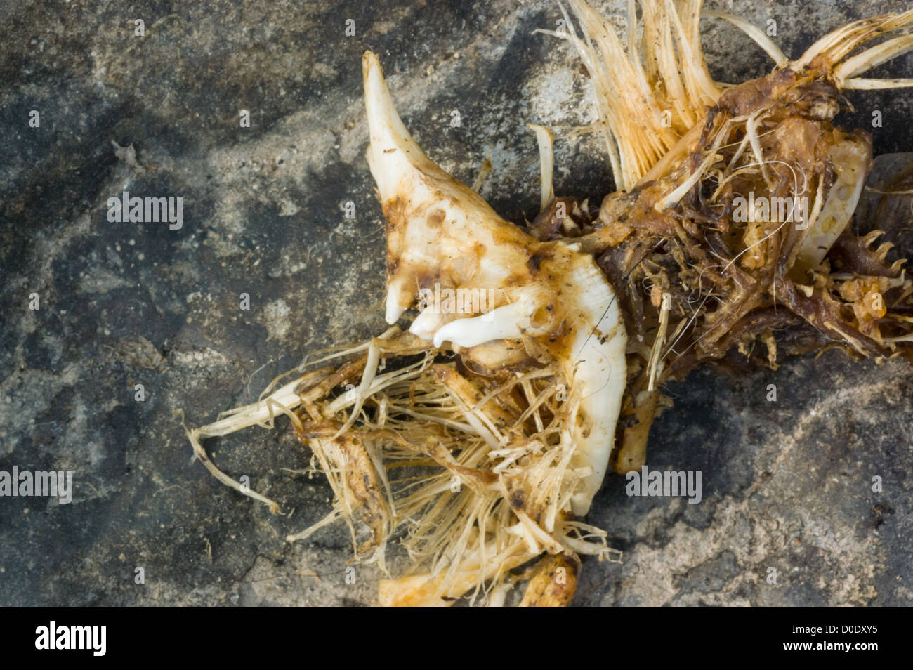 Close-up of pharyngeal teeth and gill-rakers from a dead Salmon, Salmo salar, found by the River Taff at Blackweir in Cardiff. Stock Photo