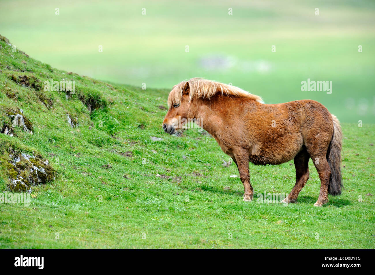 Shetland pony on Yell, Shetland Isles Stock Photo