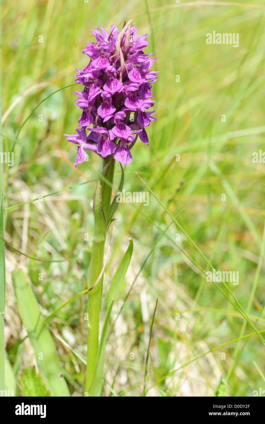 Northern Marsh Orchid, Dactylorhiza purpurella, Tegeirian y Migin in Welsh. Growing in a dune slack at Kenfig Burrows. Stock Photo