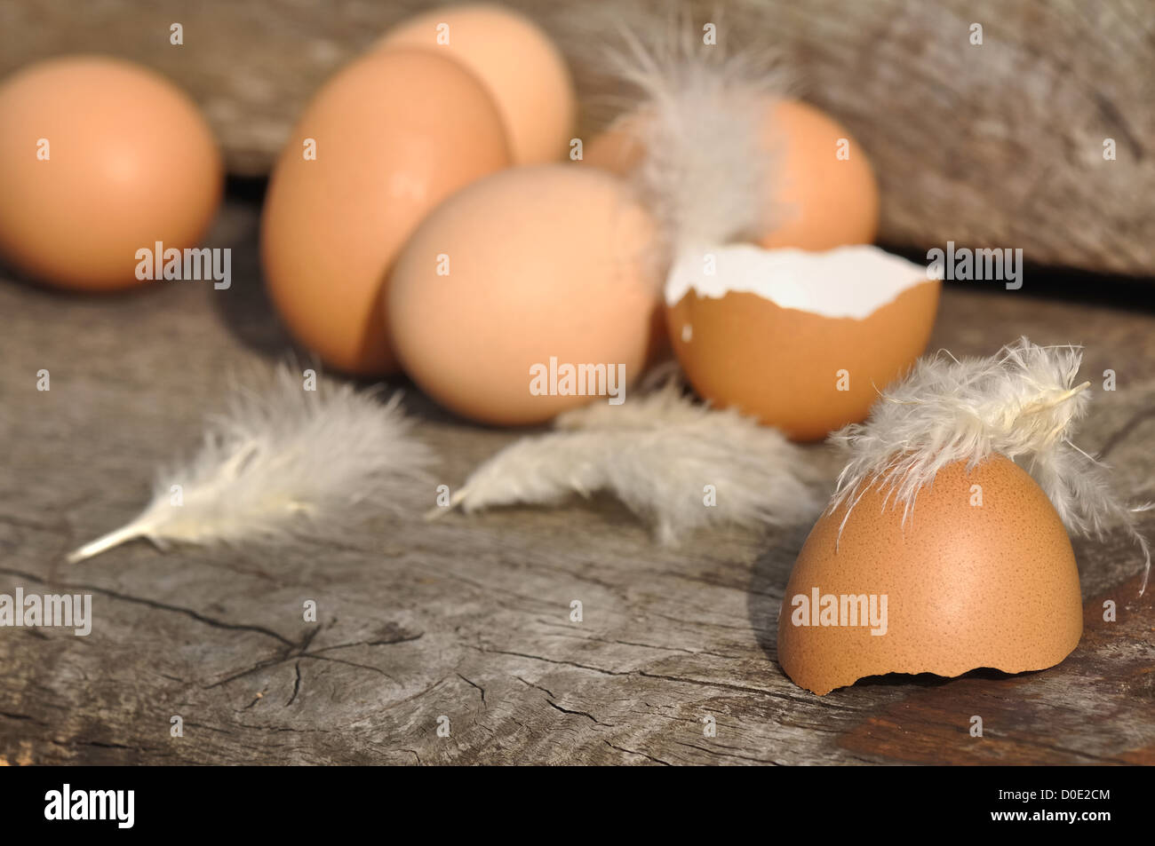 broken egg in downy feathers among other Stock Photo