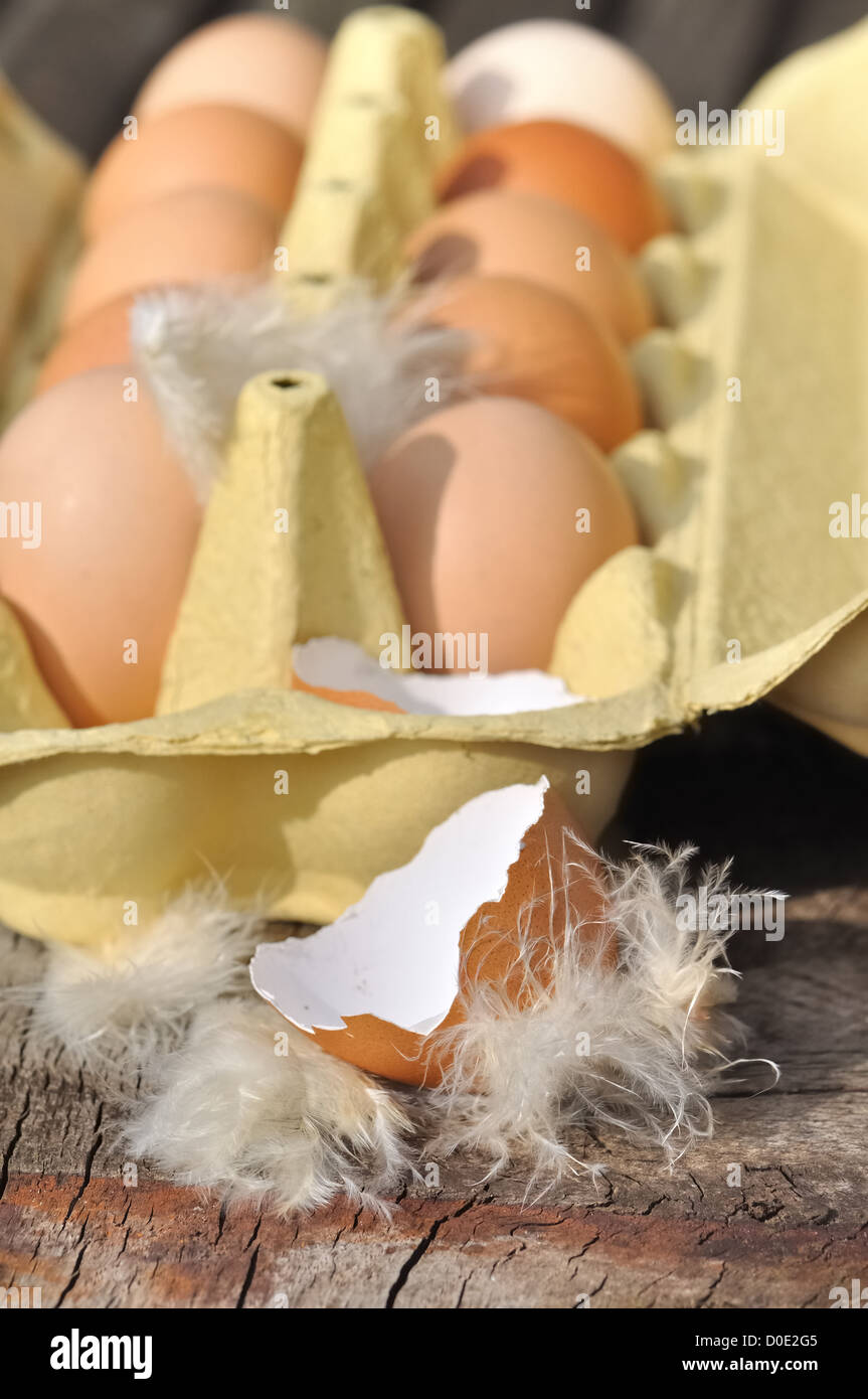 empty eggshell with feathers in front of a box of eggs Stock Photo
