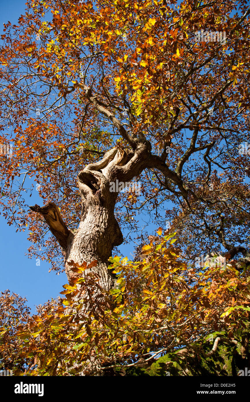 One of the many ancient oak trees in Savernake Forest near Marlborough ...