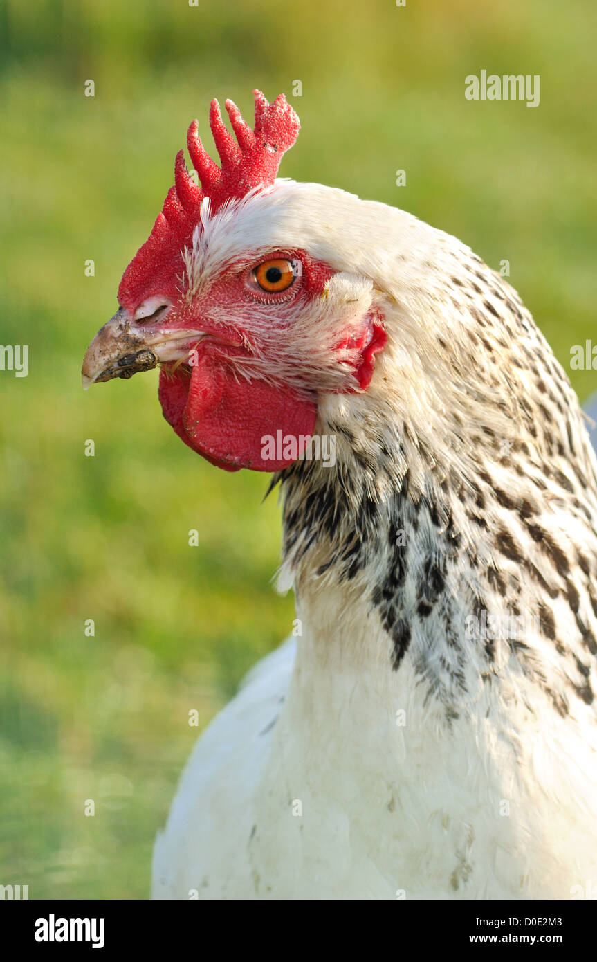 closeup on white hen on green background Stock Photo