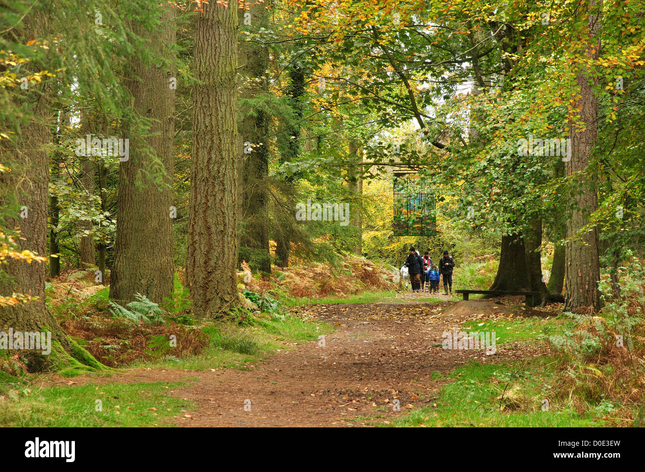 New Beechinghurst Inclosure, Speech House Road, Forest of Dean Stock