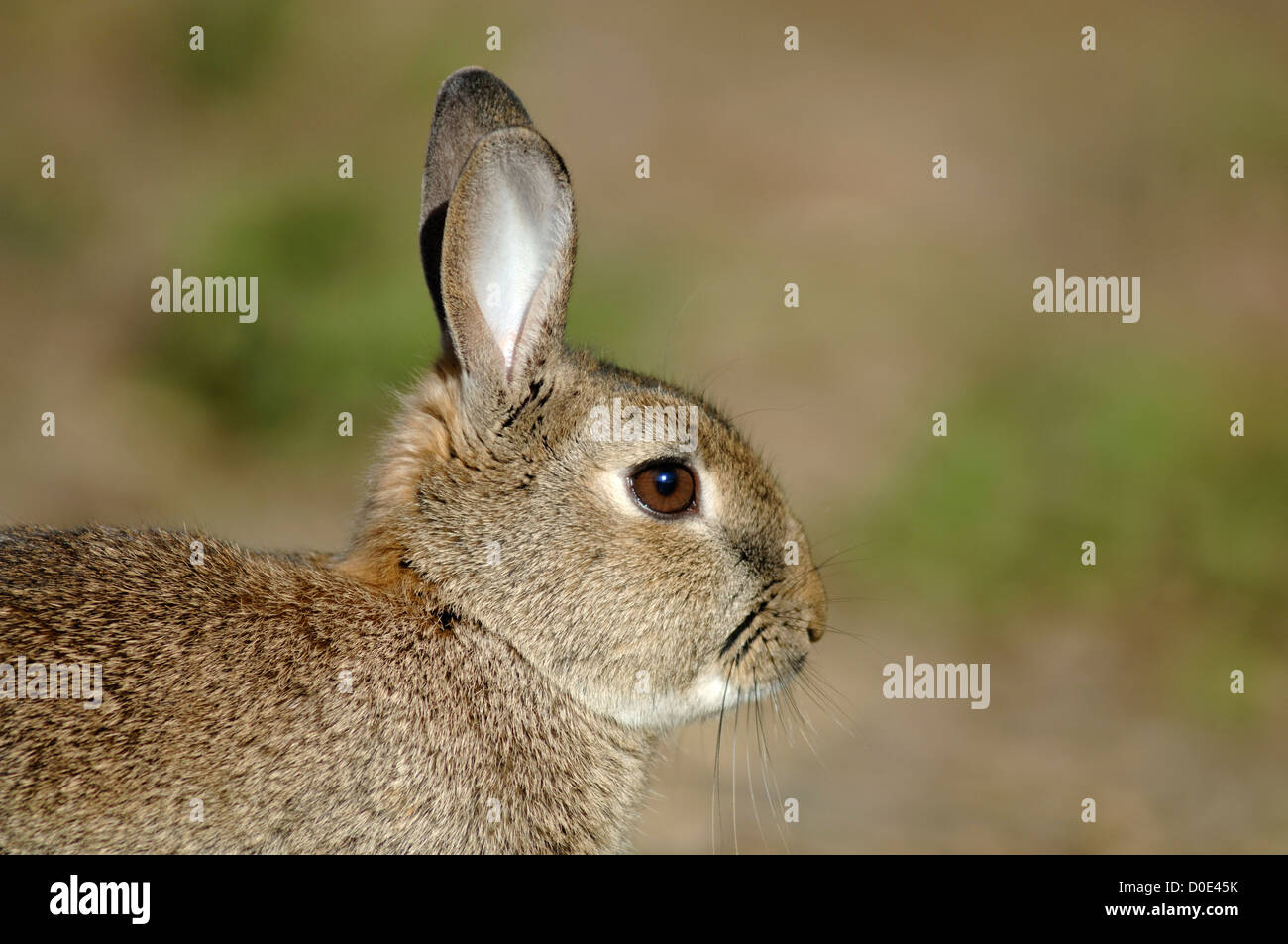 Rabbit head hi-res stock photography and images - Alamy