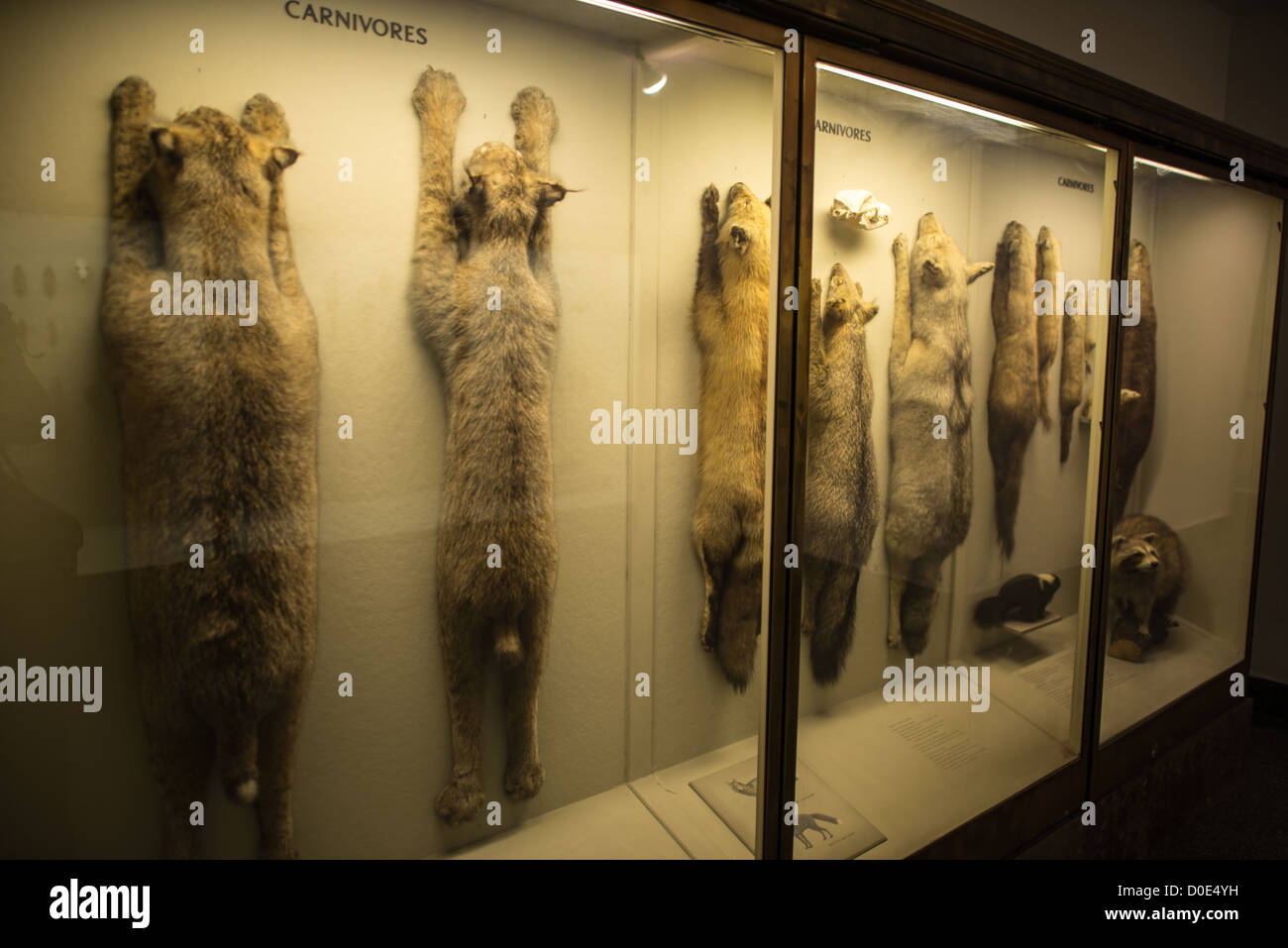 NEW YORK, NY - Carnivores specimens in a display case at the Museum of Natural History in New York's Upper West Side neighborhood, adjacent to Central Park. Stock Photo