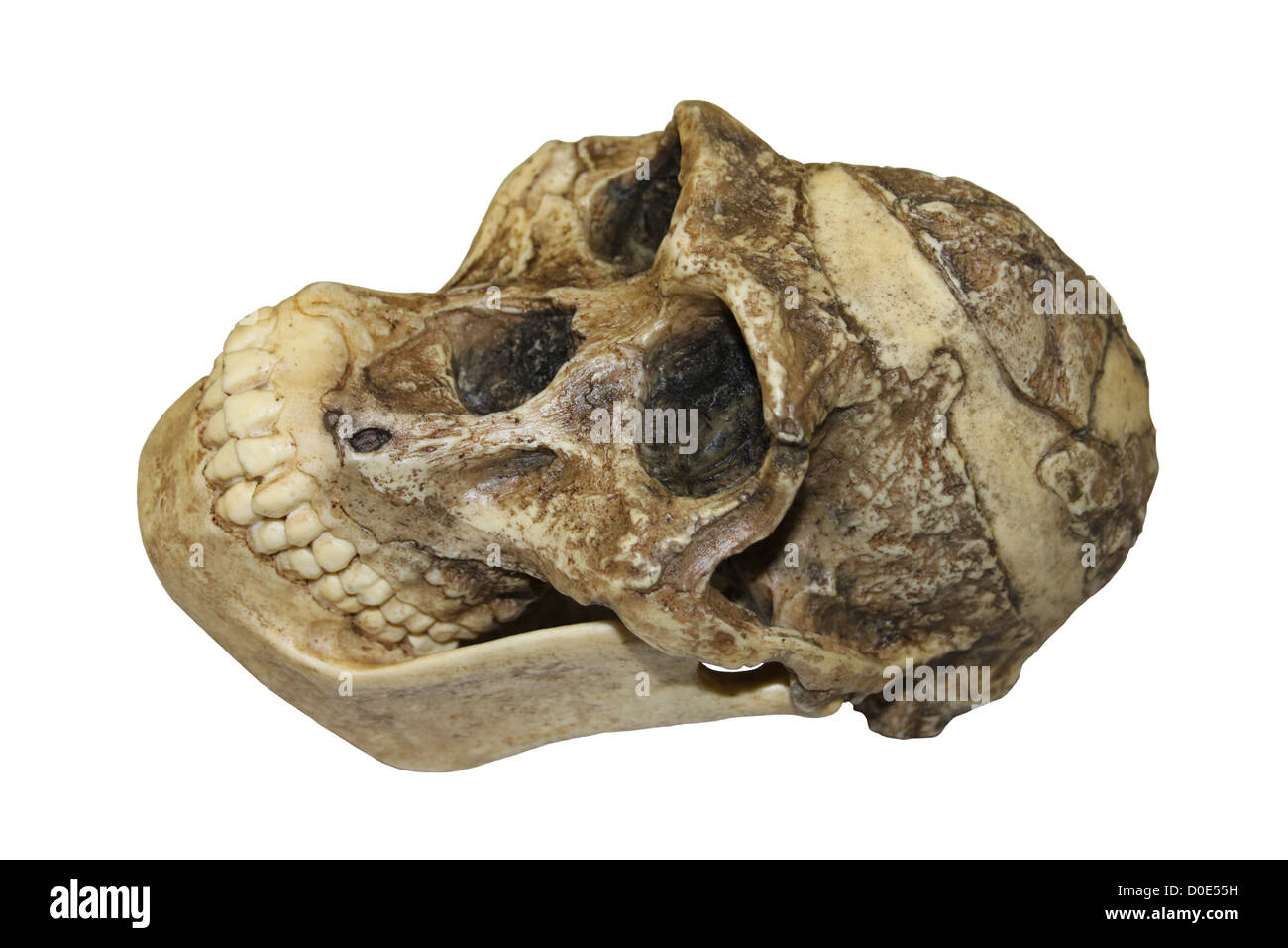 Australopithecus africanus Skull Sts 5 'Mrs. Ples' Stock Photo