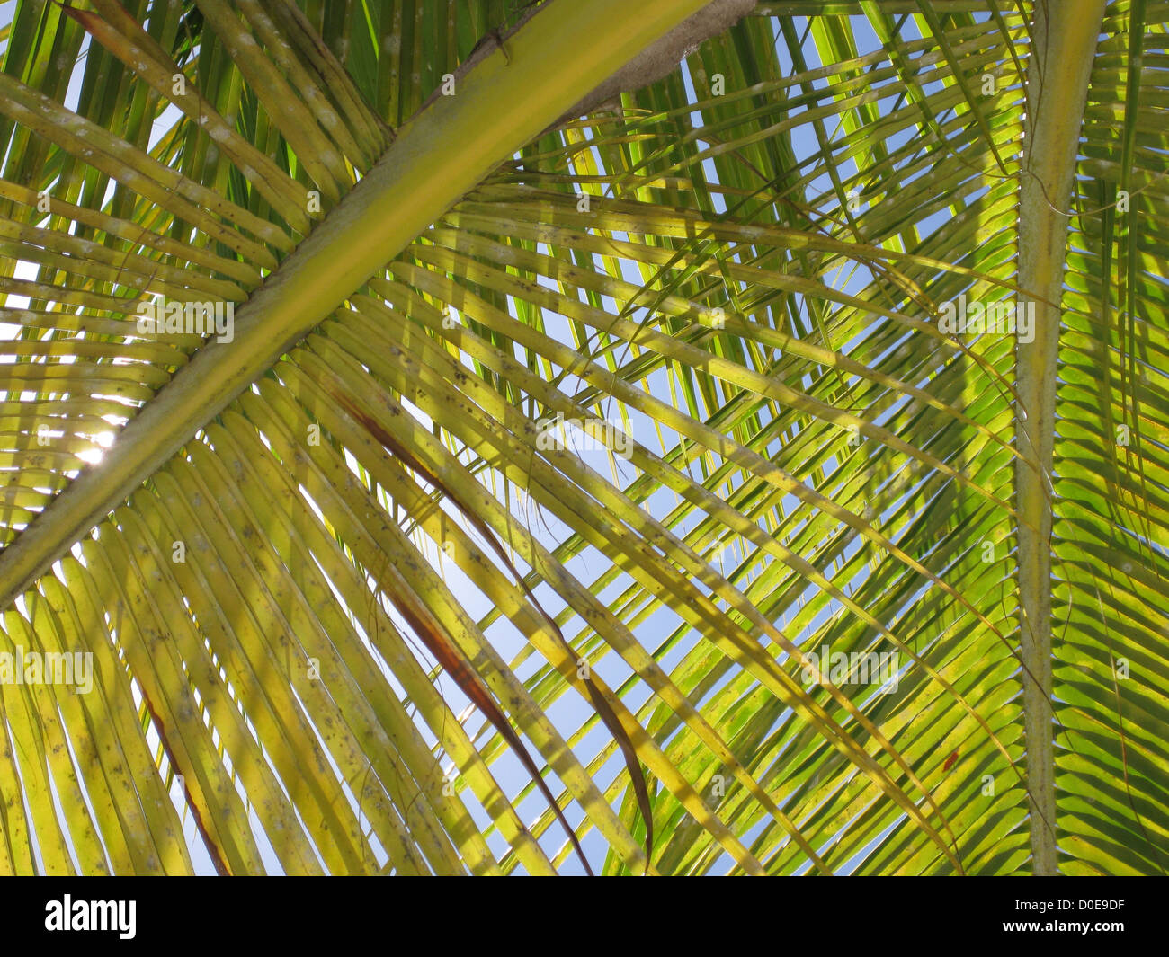 Coconut Palm Fronds against blue sky Stock Photo Alamy