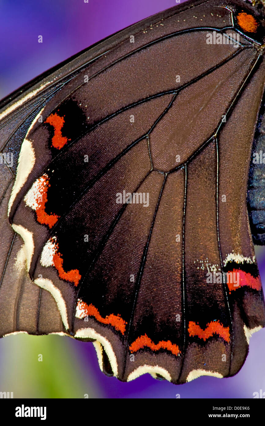 Wings of Goldrim Swallowtail Butterfly Stock Photo Alamy