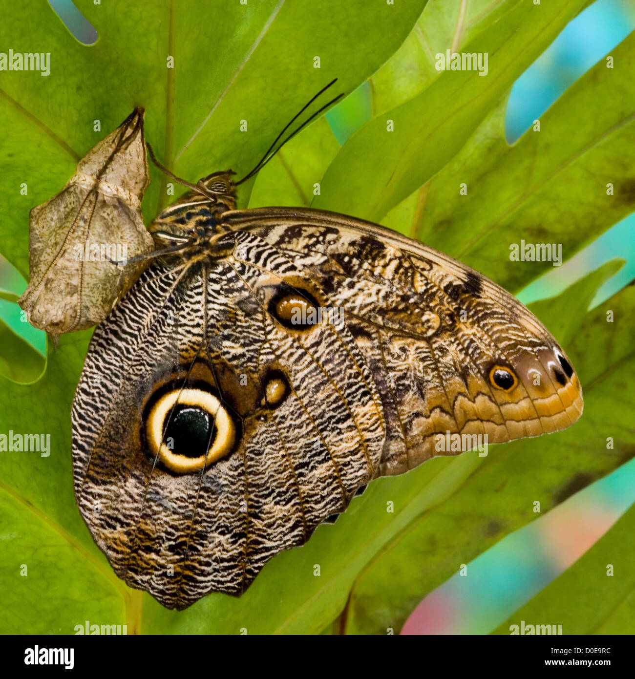 Forest Giant Owl Butterfly Stock Photo