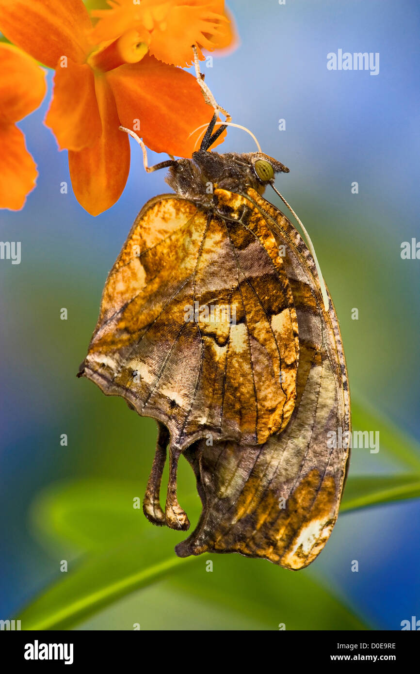 Tiger with Tails Butterfly Stock Photo - Alamy