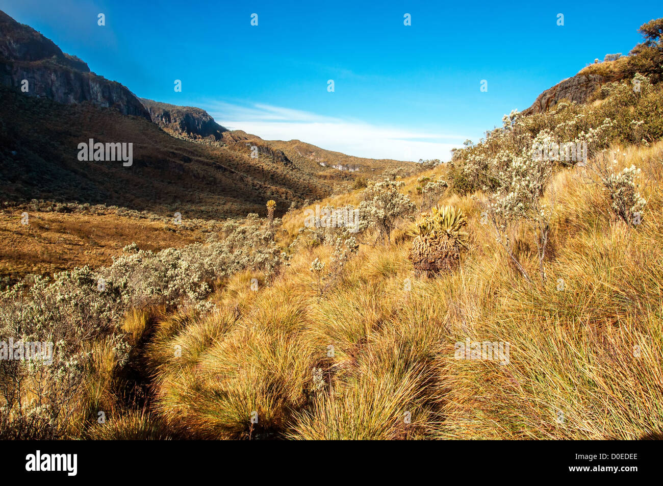 The landscape of the Nevado del Ruiz National Park in Colombia. Stock Photo