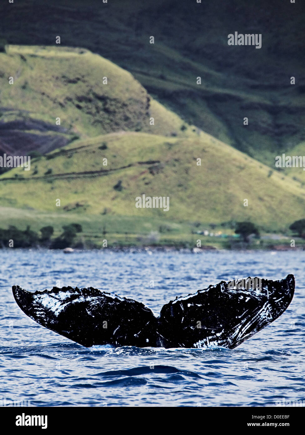 A humpback whale's tail markings are used identify individual animals. This is useful tracking migration calculating age. This Stock Photo