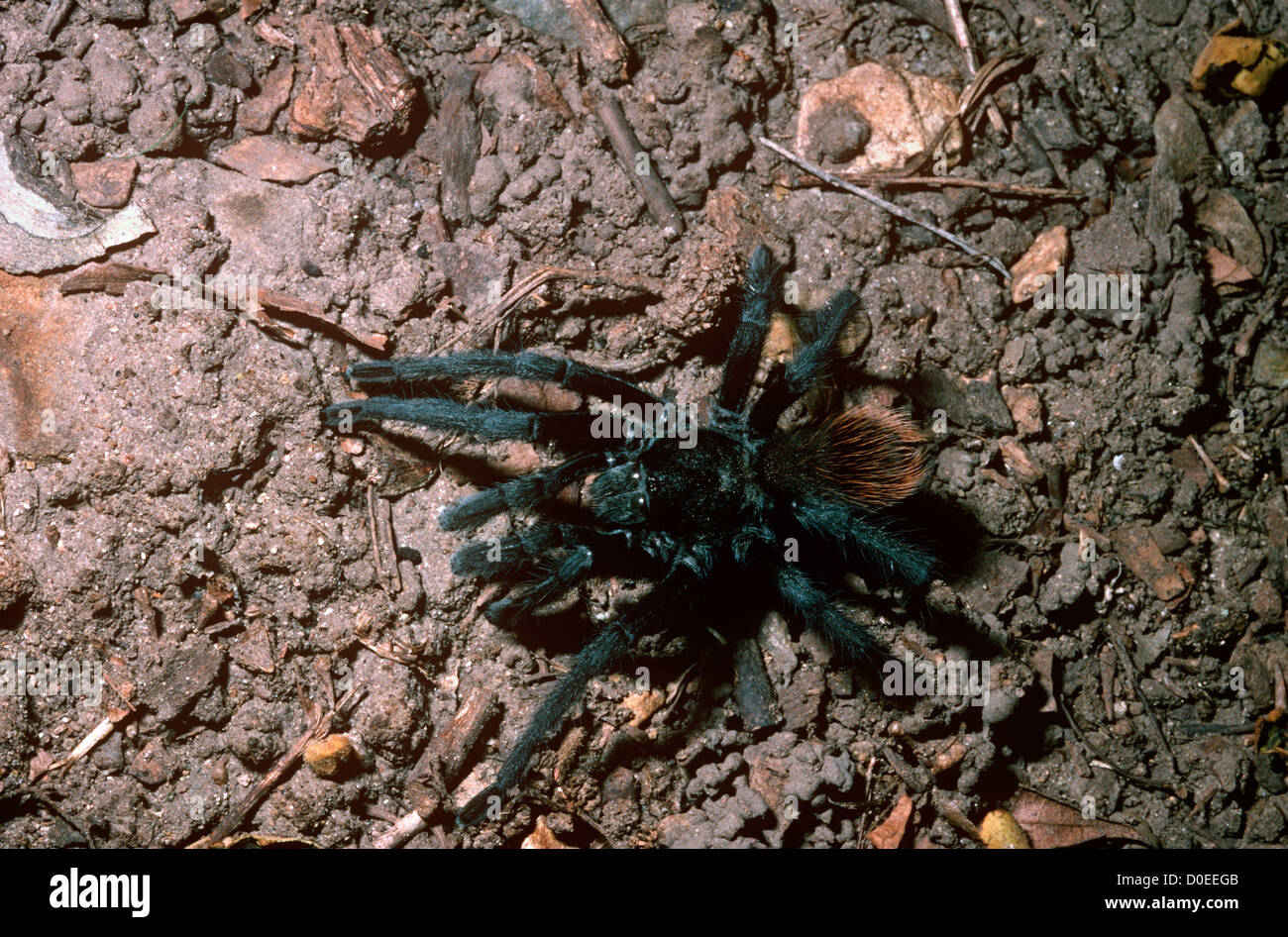 Jung's desert tarantula / Rodeo Black Tarantula spider (Aphonopelma jungi: Theraphosidae) male in desert, Arizona, USA Stock Photo