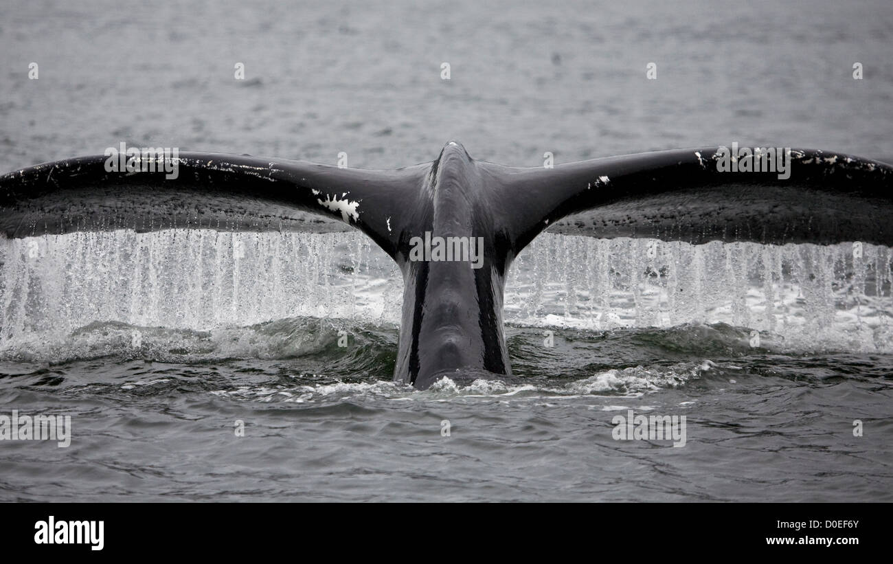 Strongest animal hi-res stock photography and images - Alamy Strongest animal hi-res stock photography and images - Alamy
