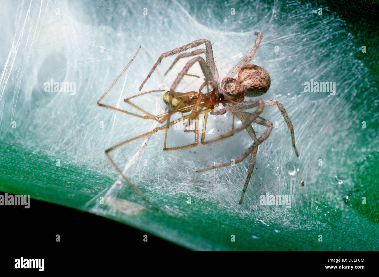 Running / House crab spider (Philodromus dispar) female catching male