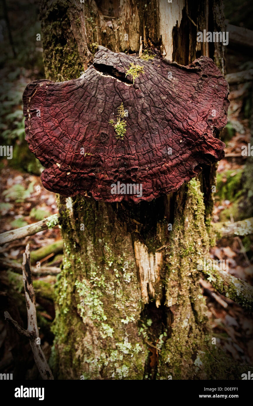 Dried Mushroom Hanging From a Rotten Pine Tree Stock Photo Alamy