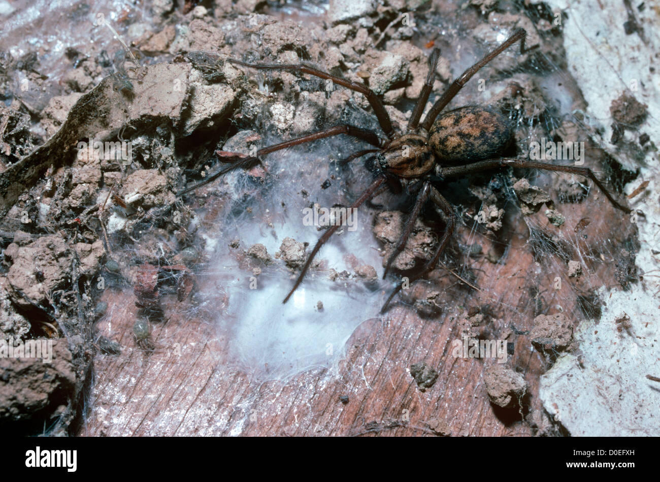 Cobweb/ House spider female (Tegenaria duellica: Agelenidae) sitting near her egg-sac, UK Stock Photo