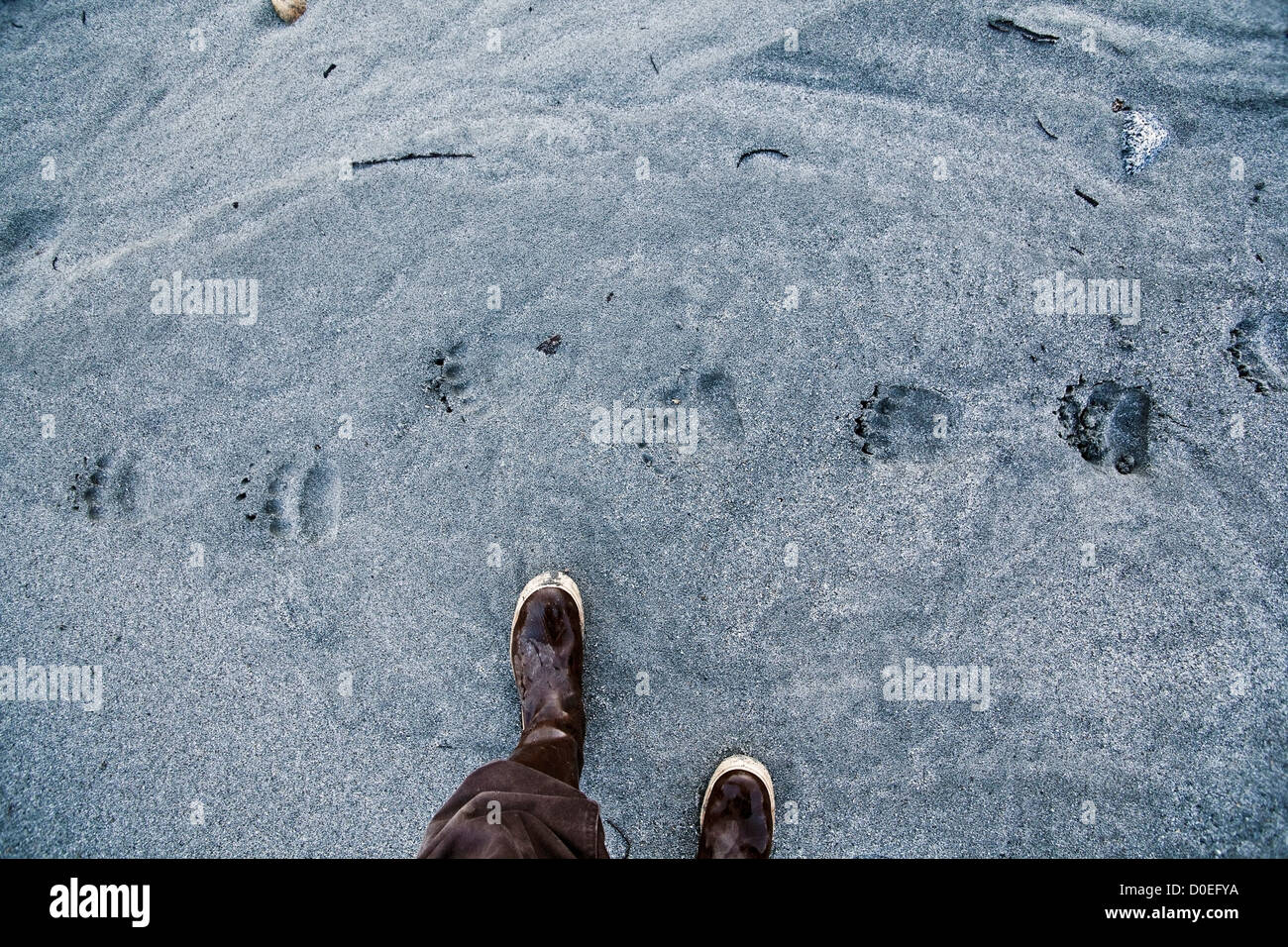 Black Bear Tracks High Resolution Stock Photography and Images - Alamy