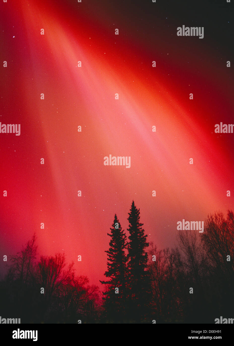 Brilliant Red Aurora over Boreal Forest near Little Susitna River