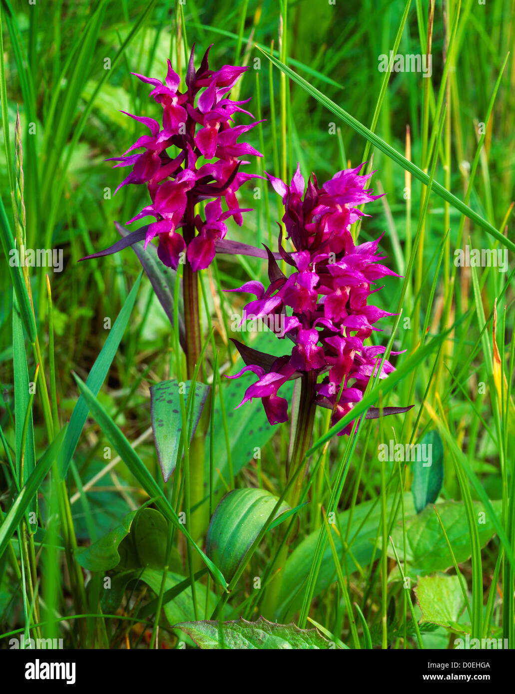 Rose-purple Orchid on Near Island, Kodiak Archipelago, Alaska Stock Photo