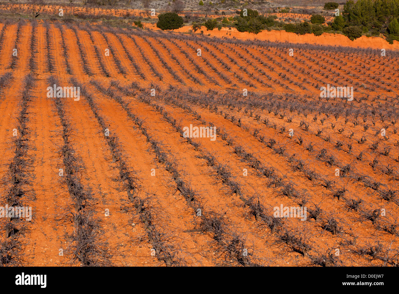 Typical vineyard in Castilla La Mancha, Spain at winter Stock Photo
