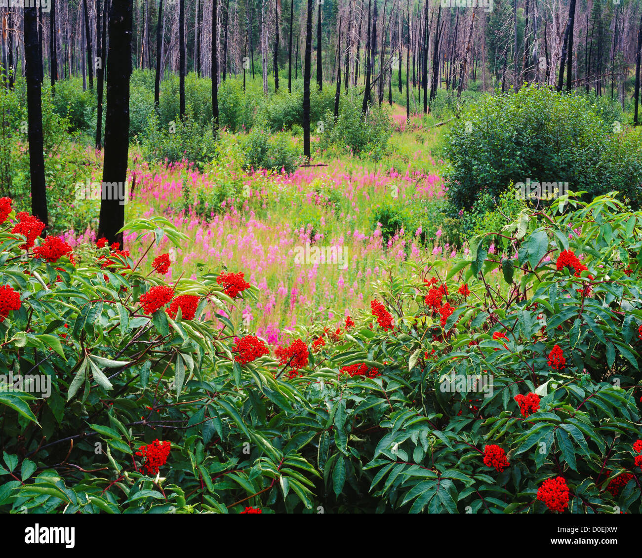 Red Elderberry and Fireweed Revitalize Forest Floor After Fire, Kenai