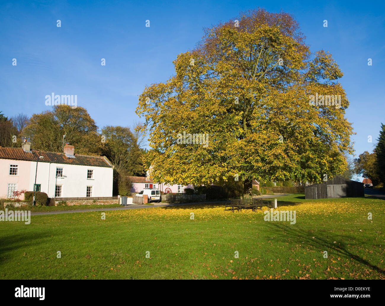 Large lime tree in autumn leaf on village green Westleton, Suffolk, England Stock Photo