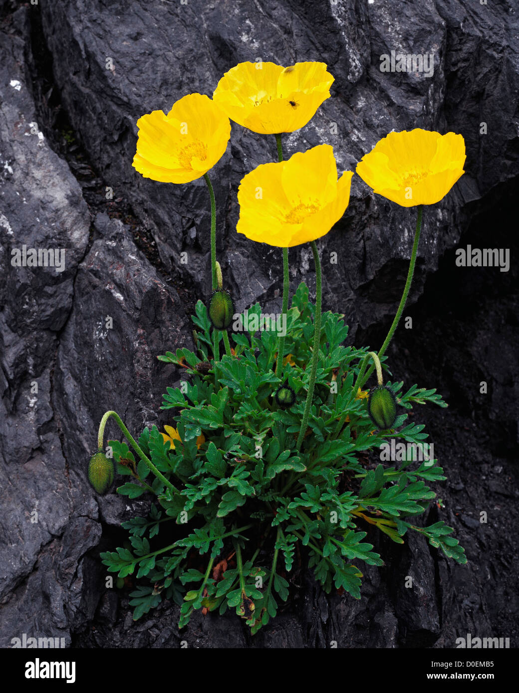 Arctic Poppy Pops Out of a Rocky Cliff Stock Photo